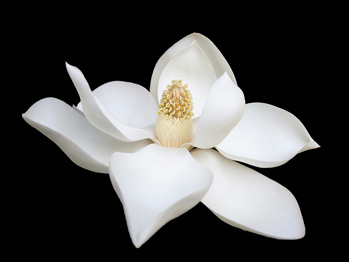 画像「花」