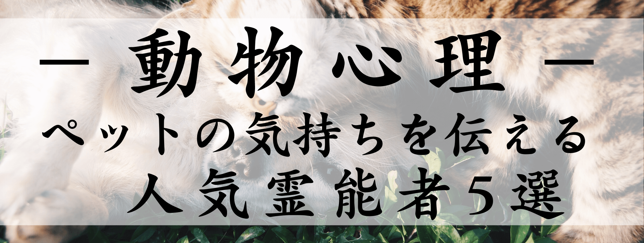 天扉特集【動物心理】対象霊能者1500円割引